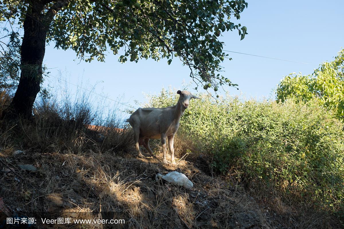 苹果版山羊(山羊模拟器下载ios)-第4张图片-QuickQ官网