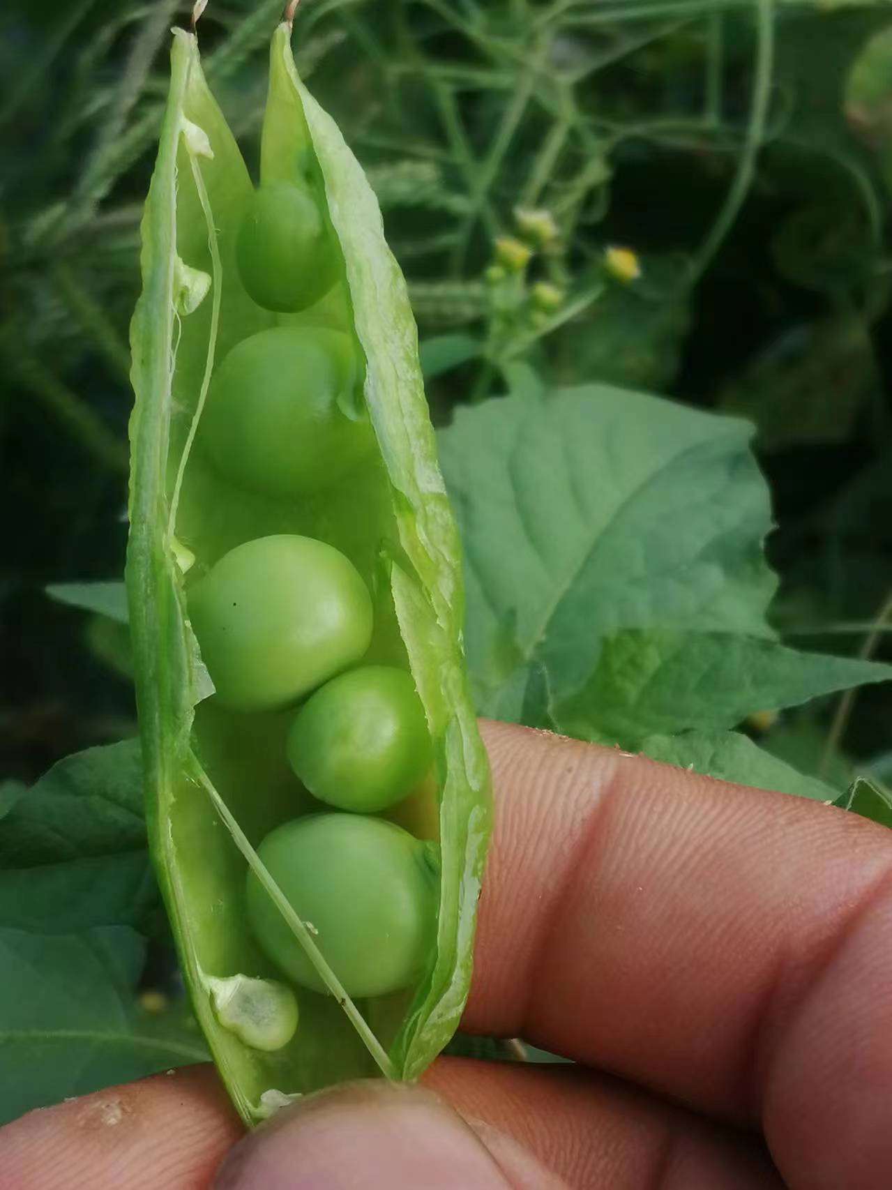 关于豌豆荚手机版just的信息