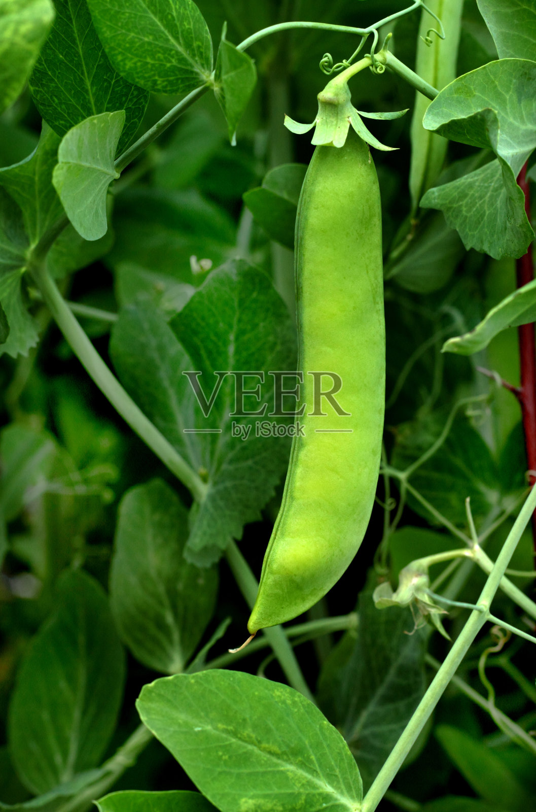 关于豌豆荚手机版just的信息-第5张图片-QuickQ官网